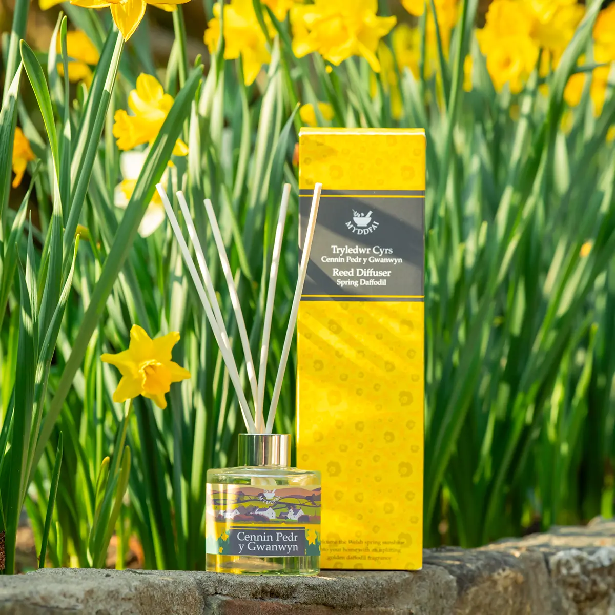 Reed Diffuser Spring Daffodil Tryledwr Cyrs Cennin Pedr y Gwanwyn