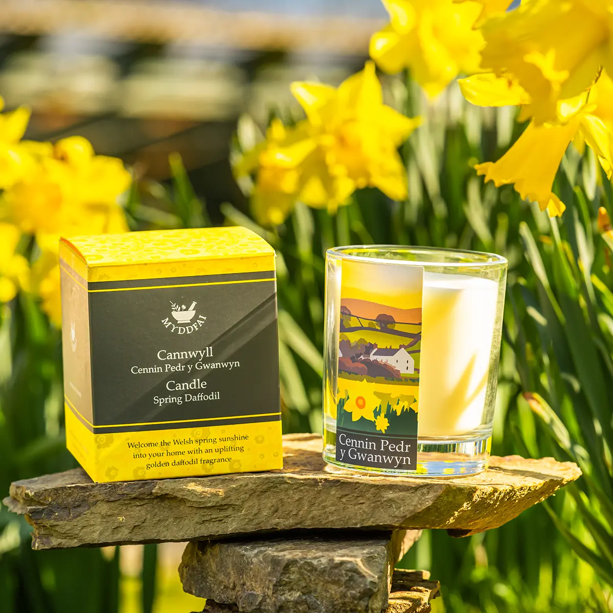 daff candle 02
